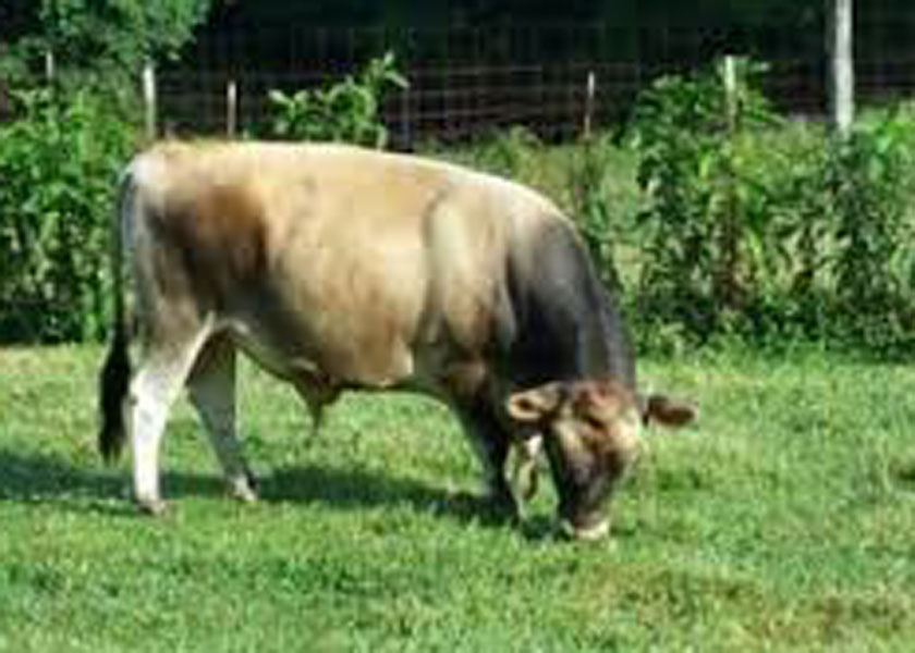 dc taylor%27s-alpha-resized818